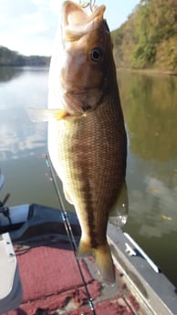 Largemouth Bass Fishing in Holmes Beach, Florida