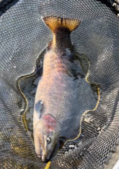 Fishing in Hume, California