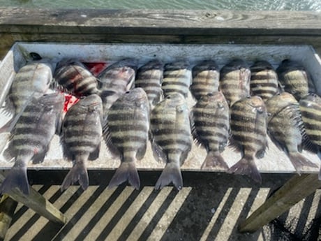 Sheepshead Fishing in St. Augustine, Florida