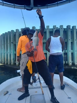 Mangrove Snapper fishing in St. Petersburg, Florida