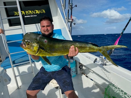 Little Tunny / False Albacore fishing in Marathon, Florida