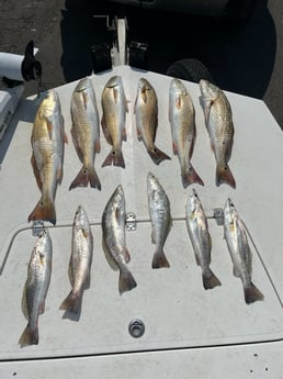 Redfish, Speckled Trout Fishing in Rockport, Texas