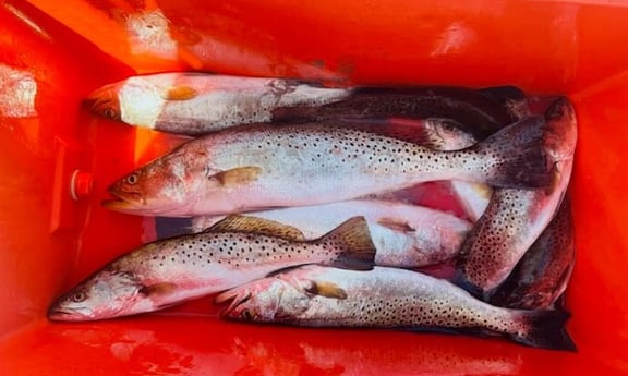 Speckled Trout / Spotted Seatrout fishing in Corpus Christi, Texas