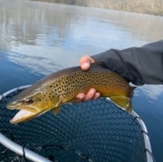 Brown Trout fishing in Knoxville, Tennessee