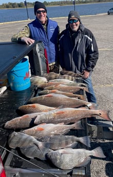 Black Drum, Redfish, Sheepshead Fishing in Port Arthur, Texas