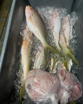 Yellowtail Snapper Fishing in Key West, Florida