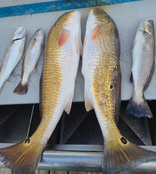 Redfish, Speckled Trout / Spotted Seatrout fishing in Galveston, Texas