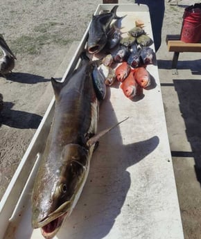 Bonito, Bream, Vermillion Snapper Fishing in Jacksonville, Florida