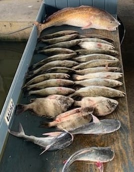 Redfish, Sheepshead, Speckled Trout / Spotted Seatrout fishing in Galveston, Texas