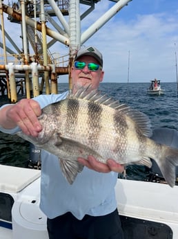 Sheepshead Fishing in Gulf Shores, Alabama