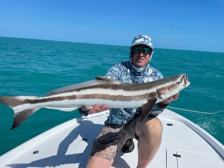 Cobia Fishing in Key West, Florida