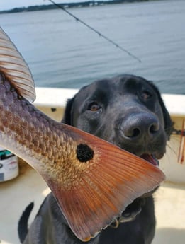 Redfish fishing in Beaufort, North Carolina