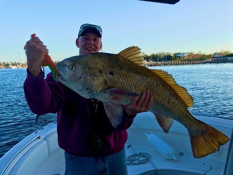 Black Drum fishing in Pensacola, Florida