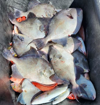 Fishing in Orange Beach, Alabama