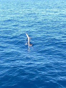 Black Marlin fishing in Rockport, Texas