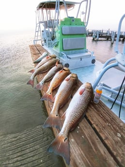 Flounder fishing in Rio Hondo, Texas