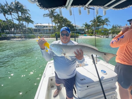 Redfish Fishing in Sarasota, Florida