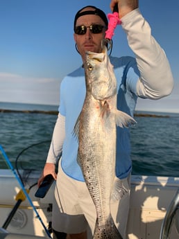 Speckled Trout / Spotted Seatrout fishing in Galveston, Texas