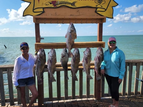 Black Drum Fishing in Port Isabel, Texas