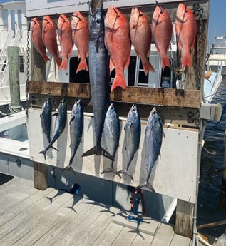 Little Tunny / False Albacore, Red Snapper, Wahoo fishing in Destin, Florida