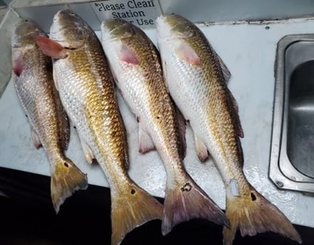 Redfish fishing in Galveston, Texas