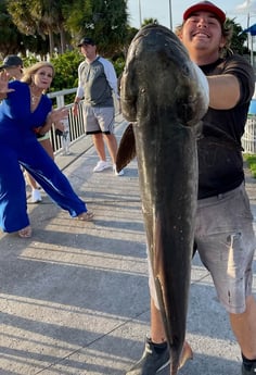 Cobia fishing in Clearwater, Florida