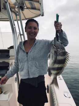 Sheepshead Fishing in Galveston, Texas