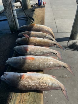 Redfish Fishing in Rockport, Texas