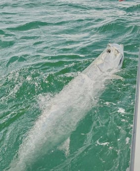 Tarpon Fishing in Tarpon Springs, Florida