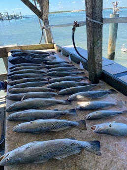 Speckled Trout / Spotted Seatrout fishing in Ingleside, Texas