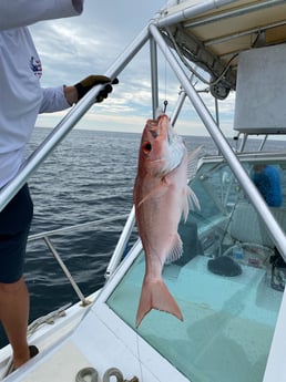 Vermillion Snapper fishing in Destin, Florida