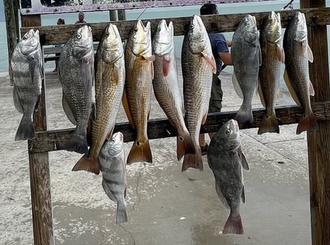 Black Drum, Redfish fishing in Rockport, Texas