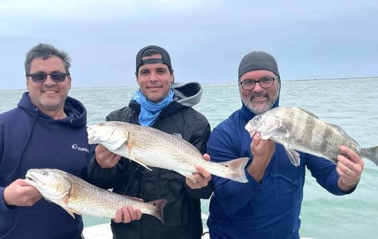 Black Drum, Redfish fishing in Port Aransas, Texas