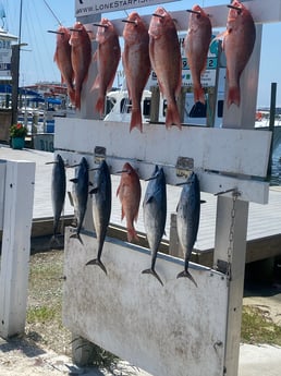 False Albacore, Red Snapper Fishing in Destin, Florida