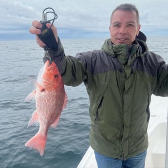 Triggerfish fishing in Panama City, Florida