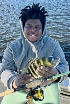 Sheepshead Fishing in Tampa, Florida