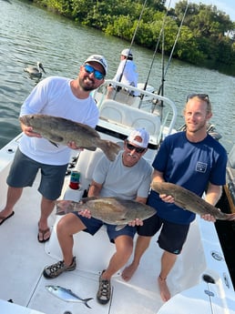 Gag Grouper Fishing in Holmes Beach, Florida