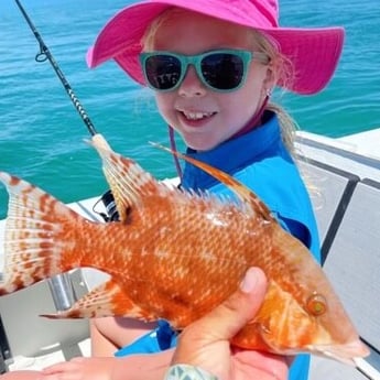 Hogfish fishing in Galveston, Texas