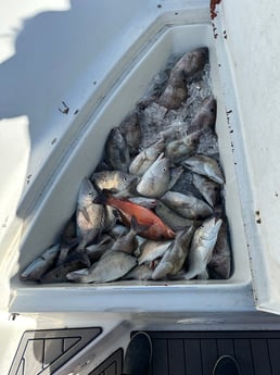 Fishing in Belleair Bluffs, Florida