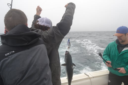 Little Tunny / False Albacore fishing in Galveston, Texas