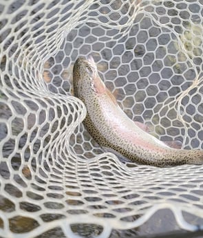 Rainbow Trout fishing in Broken Bow, Oklahoma