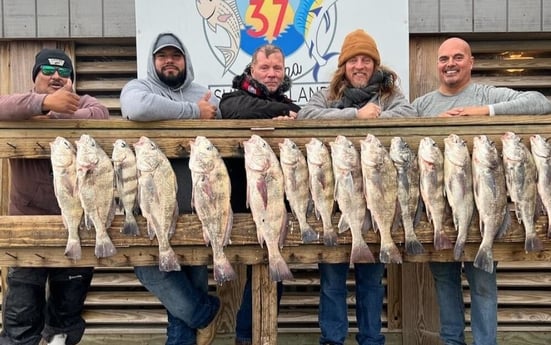 Black Drum Fishing in Corpus Christi, Texas