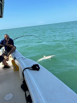 Blacktip Shark Fishing in Galveston, Texas