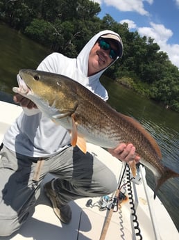 Redfish Fishing in St. Petersburg, Florida