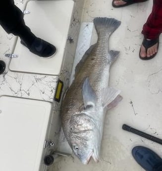 Black Drum Fishing in Galveston, Texas