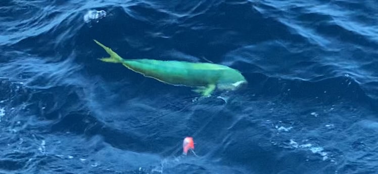 Mahi Mahi / Dorado fishing in Freeport, Texas