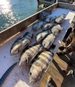 Sheepshead Fishing in Sarasota, Florida