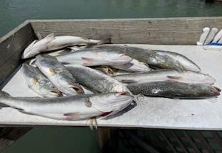 Speckled Trout Fishing in Corpus Christi, Texas