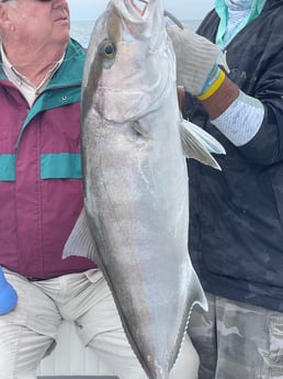 Barracuda fishing in Naples, Florida