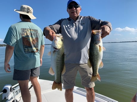 Largemouth Bass fishing in Clearwater, Florida